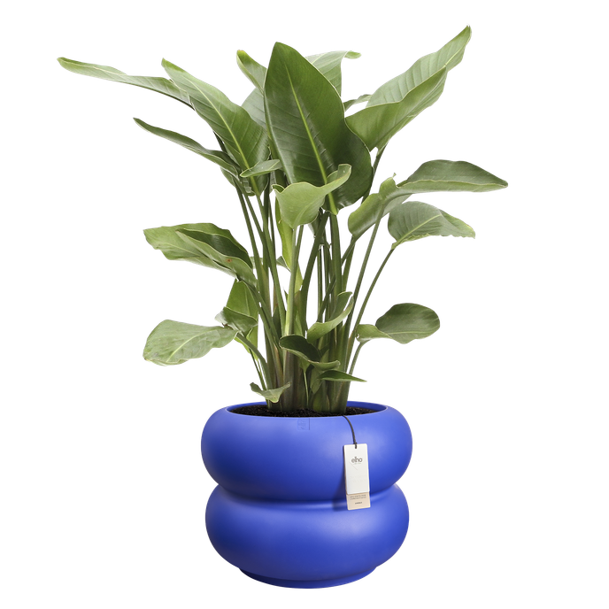 amber roll low 60 royal blue